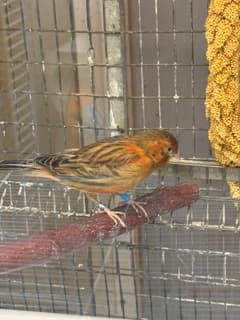Red Mosaic Canary 