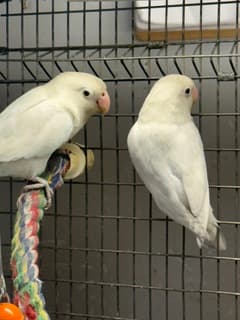 Handfed White Lovebirds