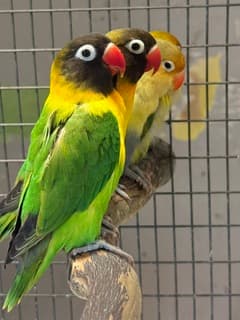Fancy Handfed Asst LoveBirds 