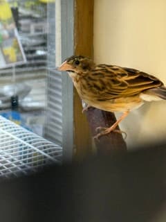 Orange Weaver 