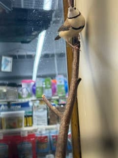 Owl Finch 