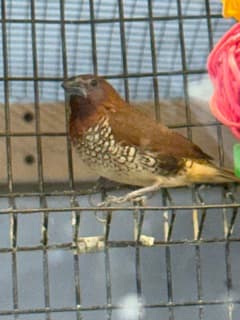 Spice Finch 