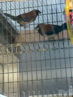 Society Finch 