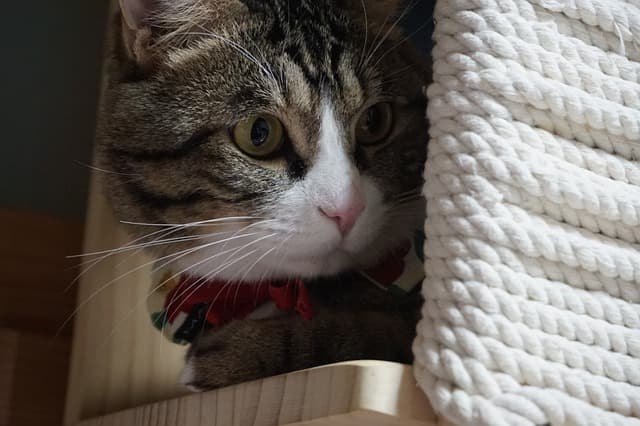 Cat Care 101 — Everything New Cat Owners Need to Know