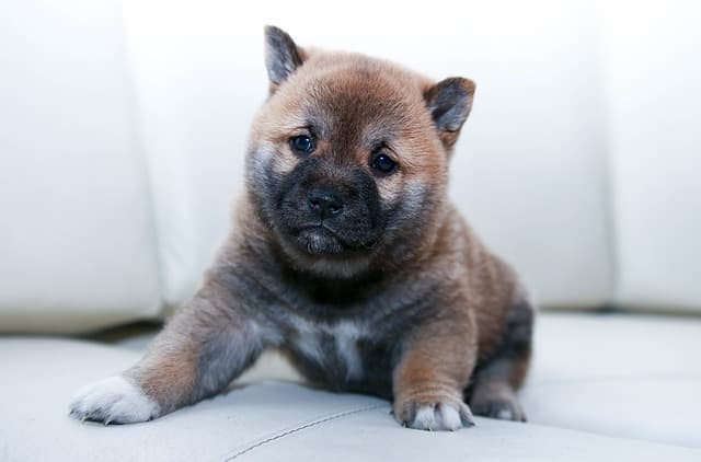 Puppy Care Basics