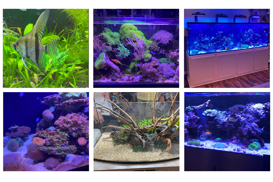 Difference Between Reef Tank and Aquarium Fish