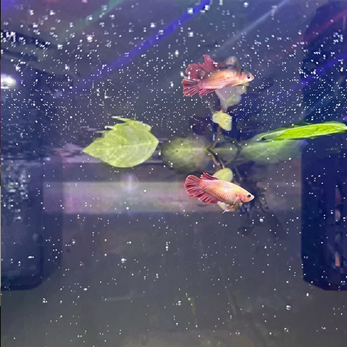 Derek's aquarium livestock
