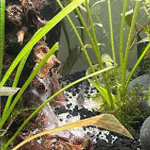 Aquarium livestock preview