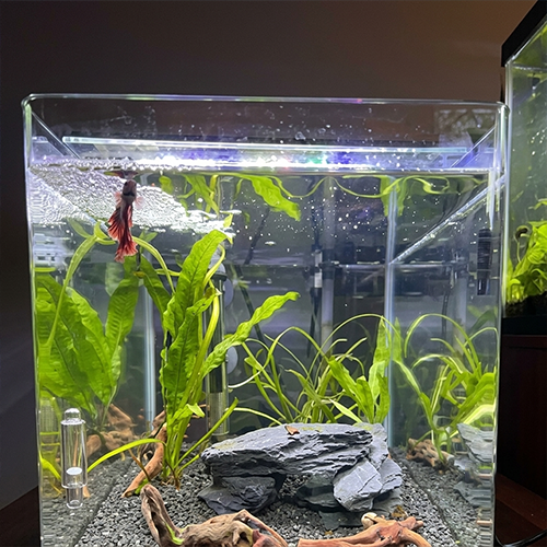 Joe's planted tank setup
