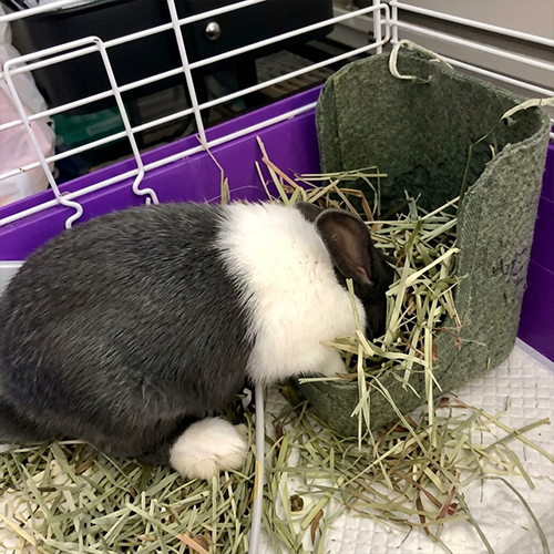 Baby pet rabbit