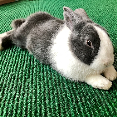 Baby rabbit thumbnail