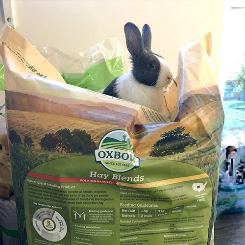 Baby rabbit thumbnail