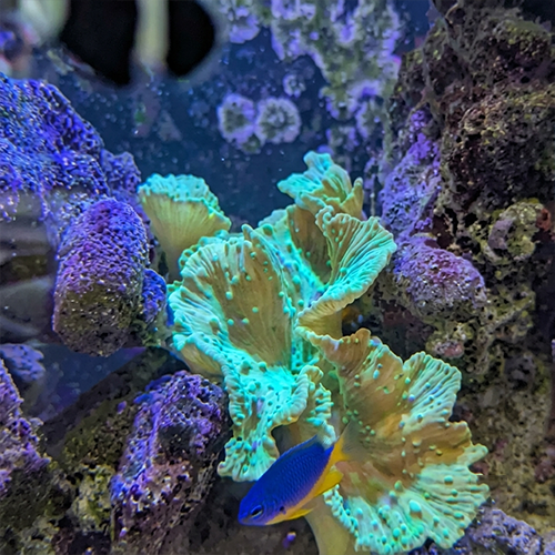 Coral and macroalgae preview