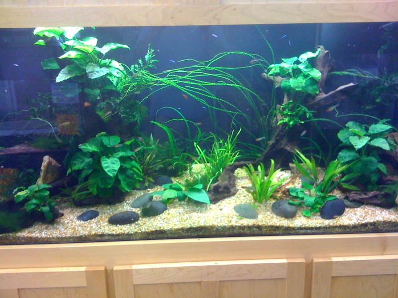 A World of Aquatic Wonders