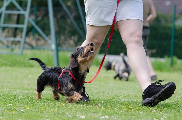 Leash Training Your Pet