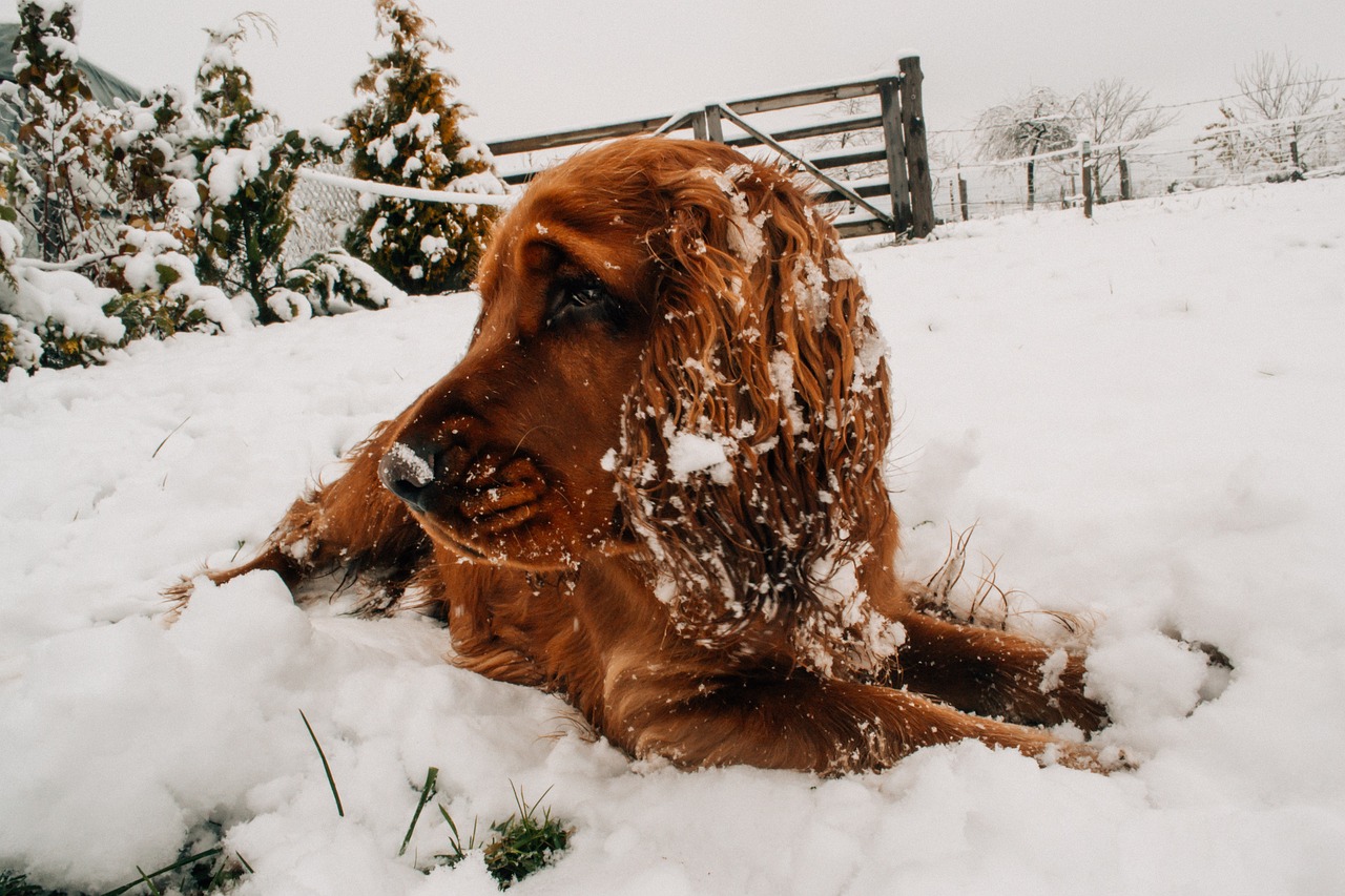 Pets and Colder Weather: Tips for Keeping Your Furry Friends Safe and Comfortable