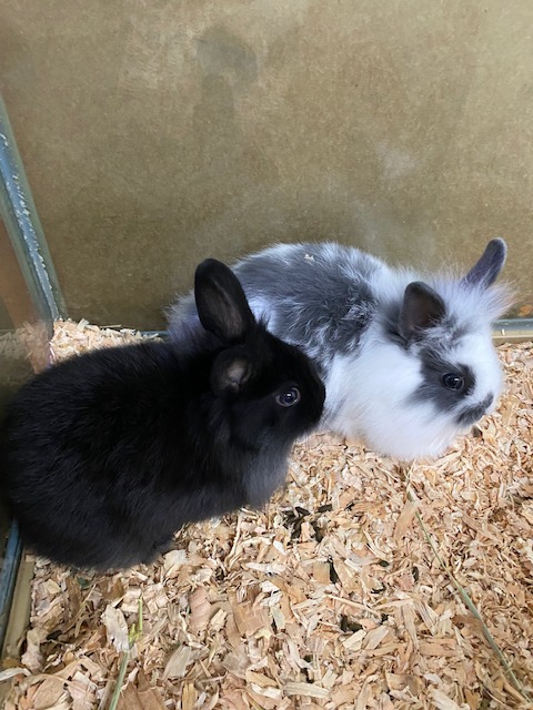 Small Animal Arrival March 2025