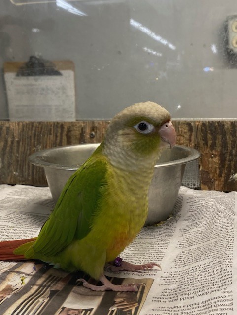 Bird Arrivals May 2025