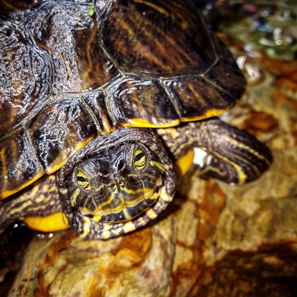 Responsible Reptile Owner