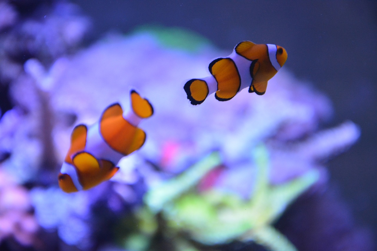 Saltwater Arrivals October 2023