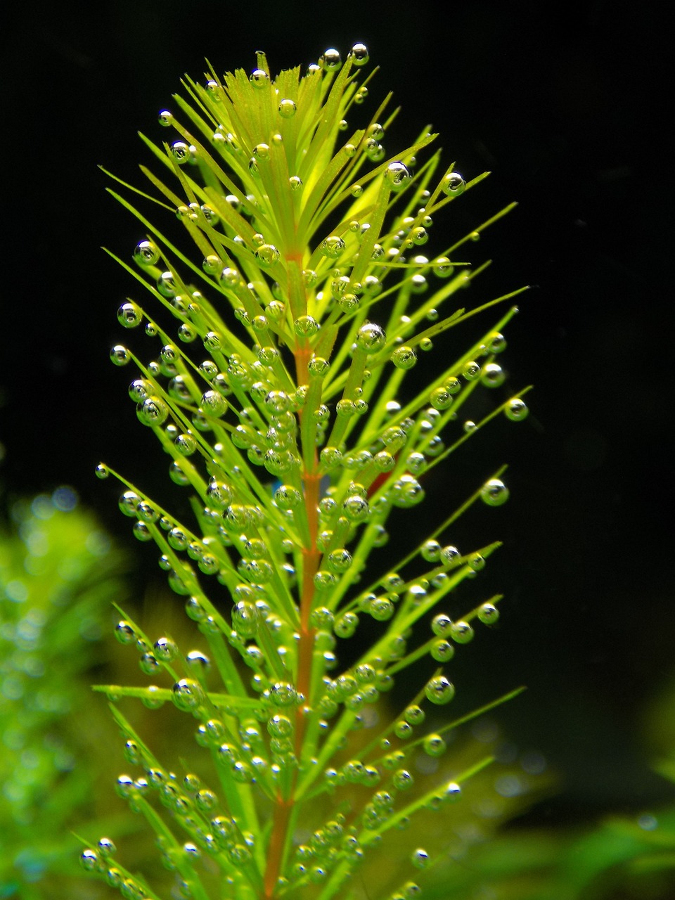 Freshwater Arrivals Sept 2023