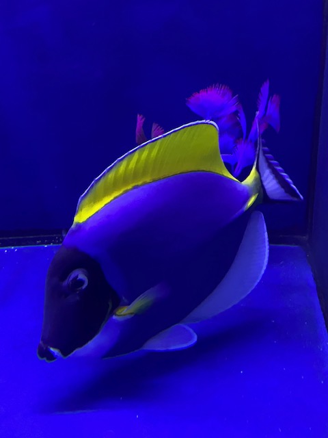 Saltwater Arrivals May 2025