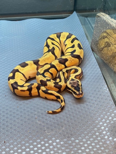 Reptile Arrivals May 2025