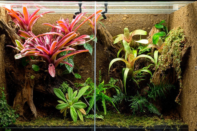 Why Choose Bioactive Terrariums