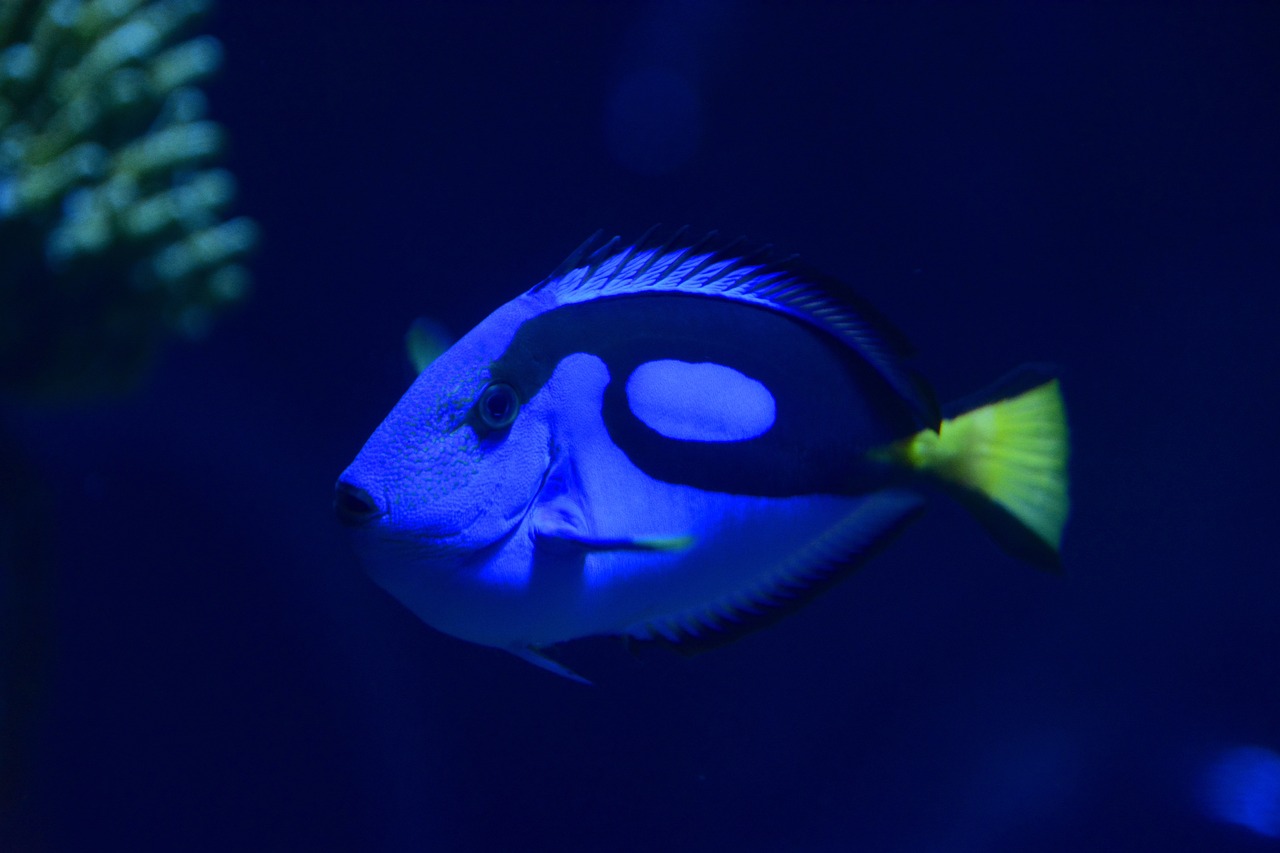 Saltwater Arrival Dec 2023