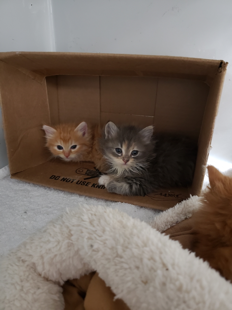 Kitten Arrivals 11/05/22