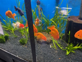 Freshwater Arrivals April 2023