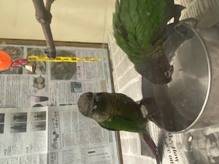 Bird Arrival April 2024