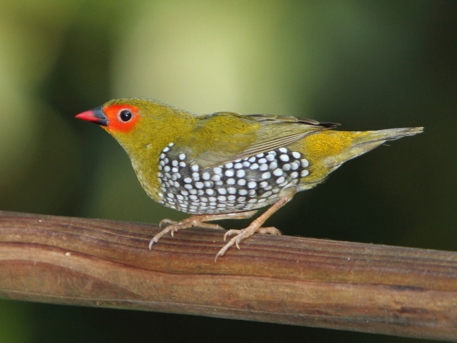 Bird Shipment March 2023