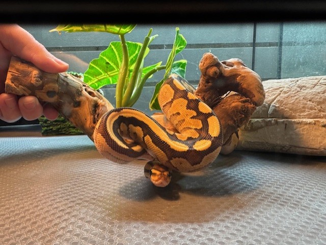 Reptile Arrival March 2025