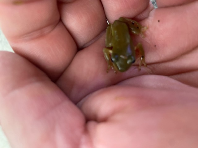 Reptile Arrival April 2025