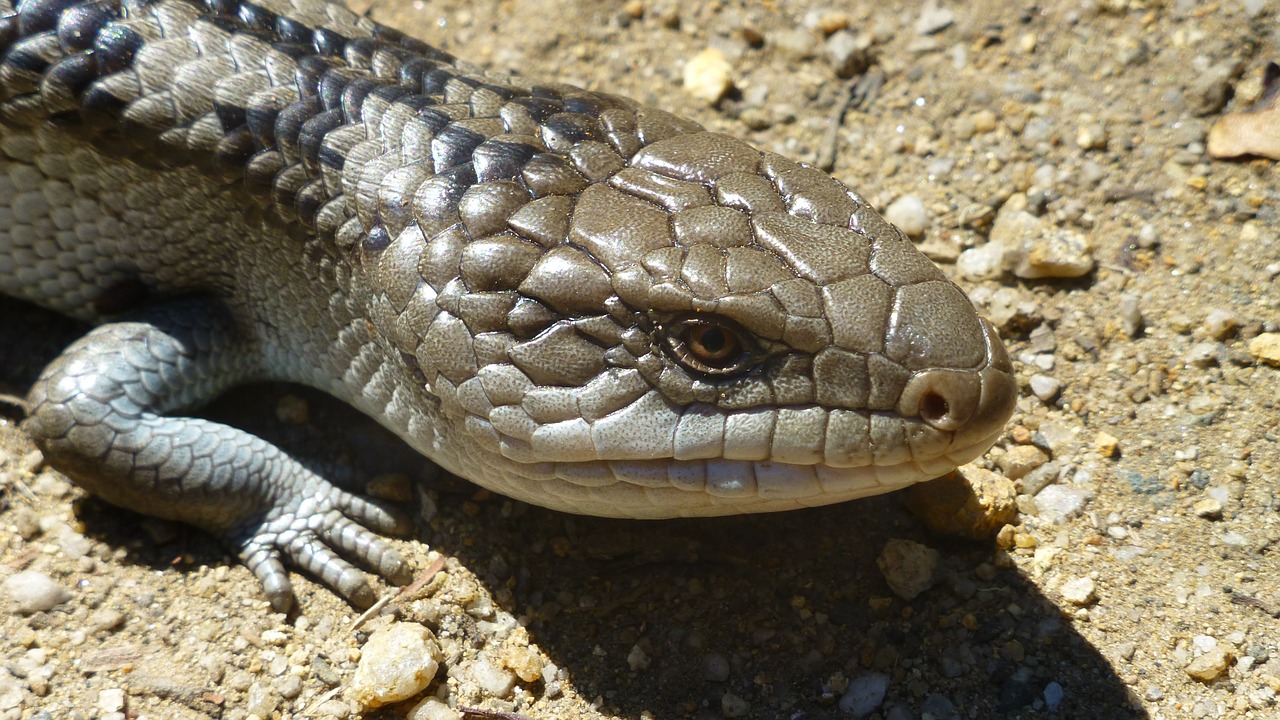 Reptile Arrivals March