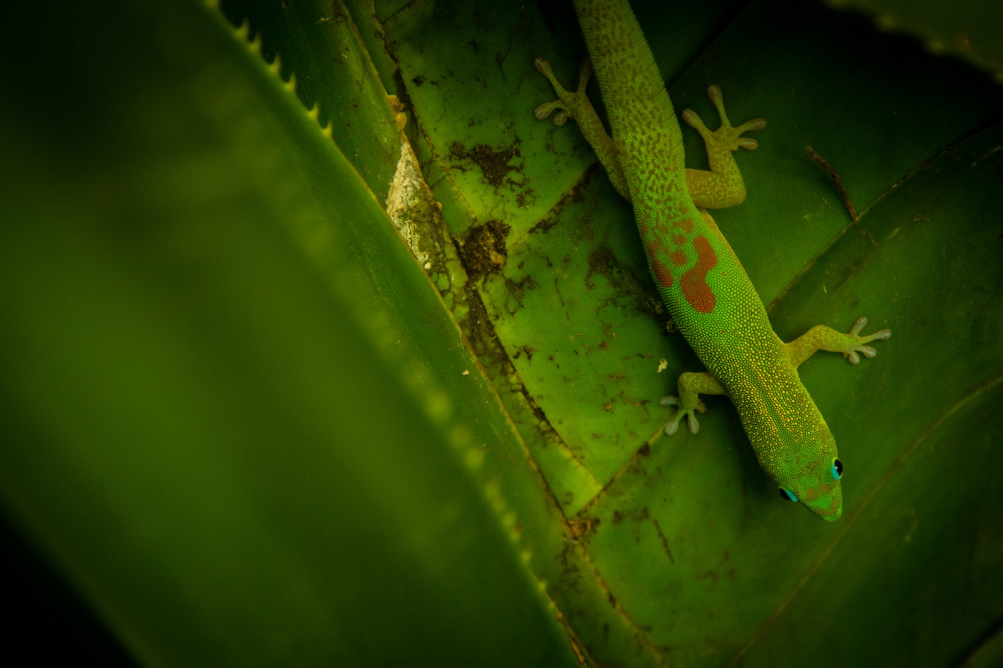 Reptile Arrivals July