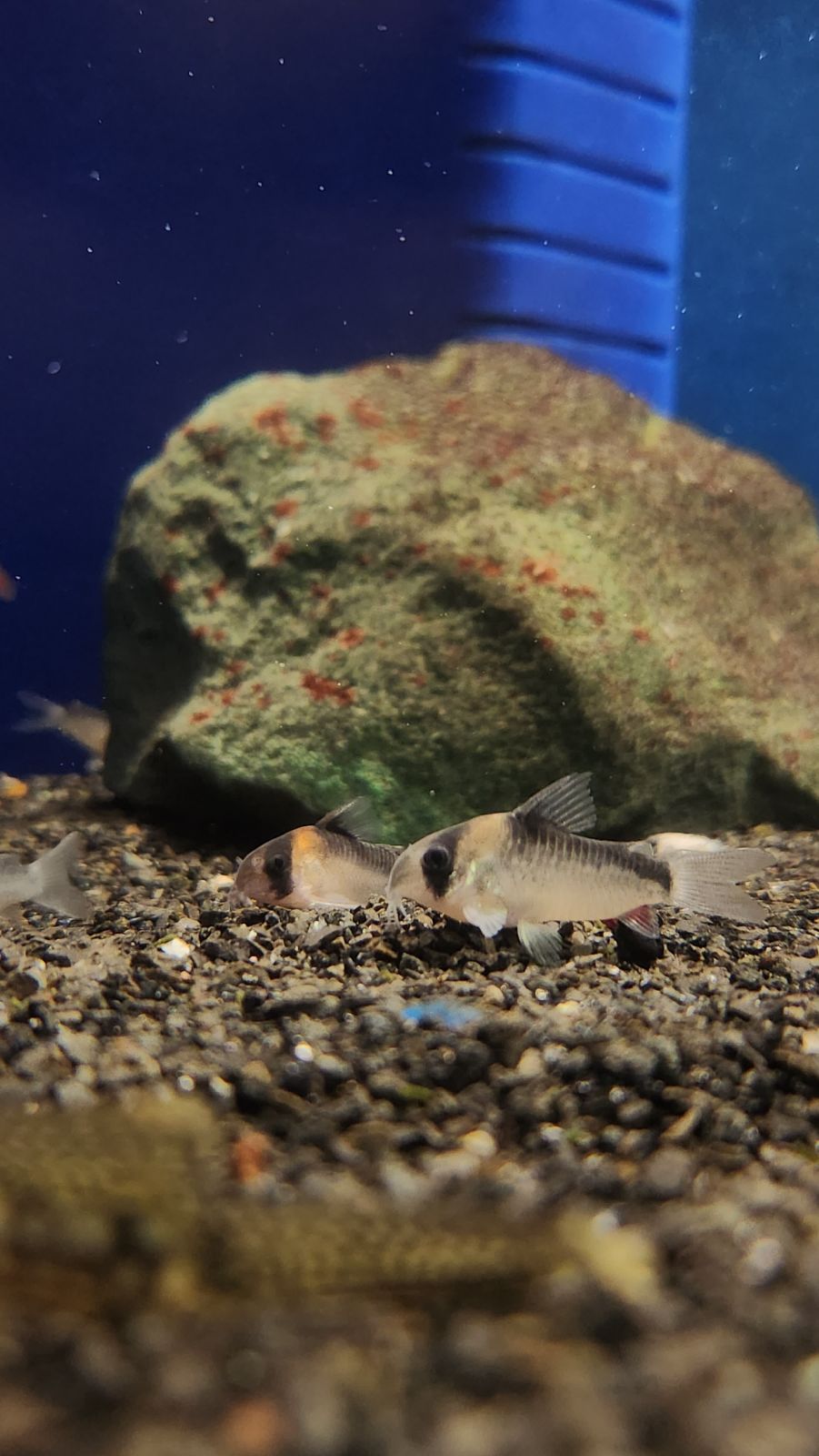 Freshwater Arrival May 2023